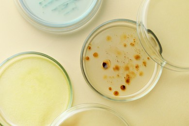Petri dishes with different bacteria colonies on beige background, flat lay