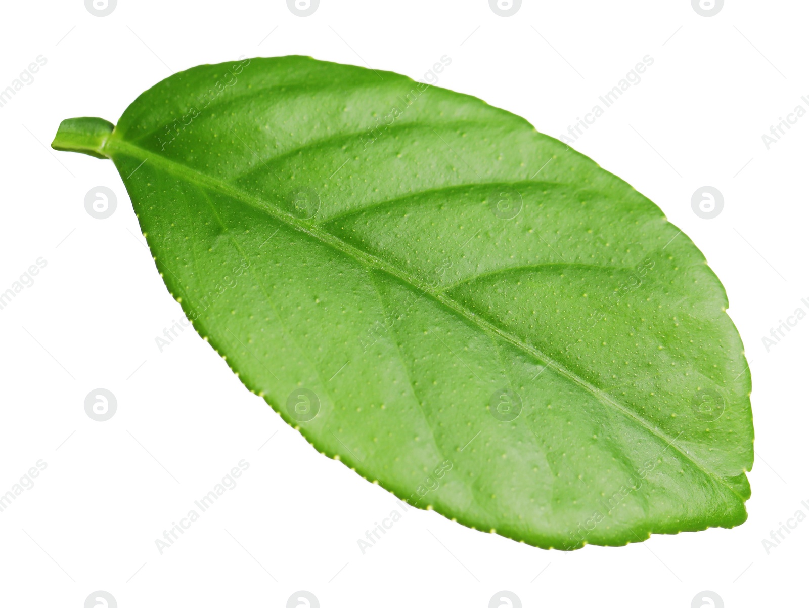 Photo of Green leaf of lemon tree isolated on white