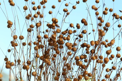 Beautiful dry flax plants against blurred background, closeup