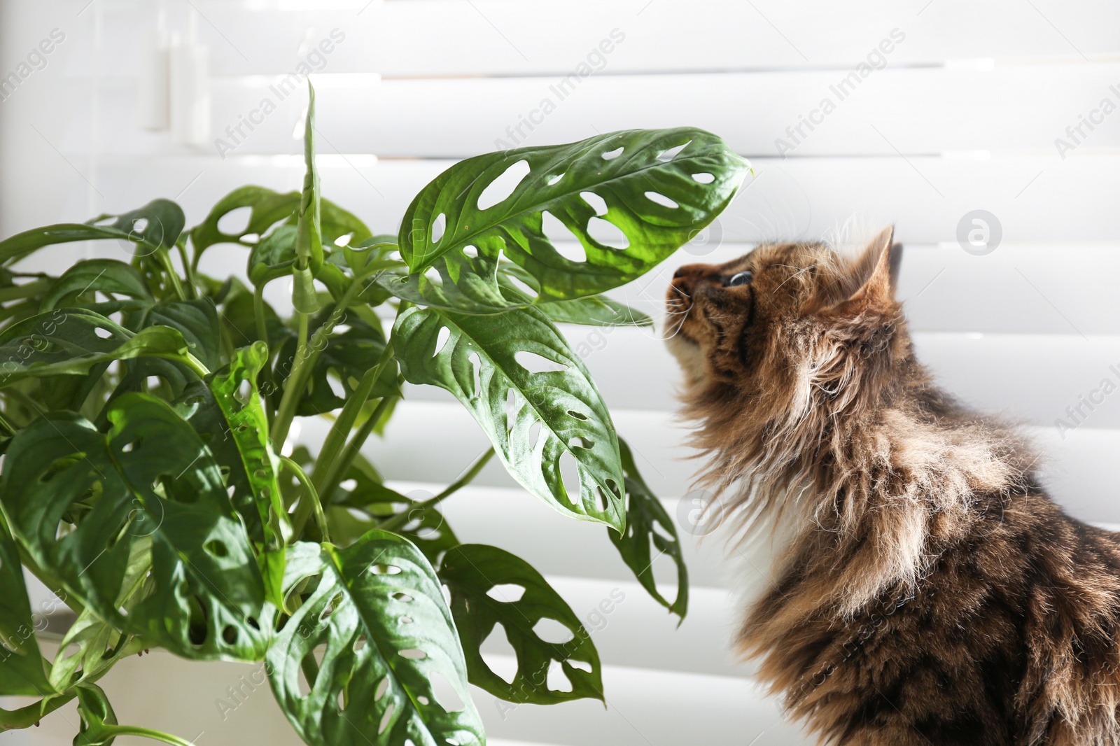 Photo of Adorable cat and houseplant near window at home