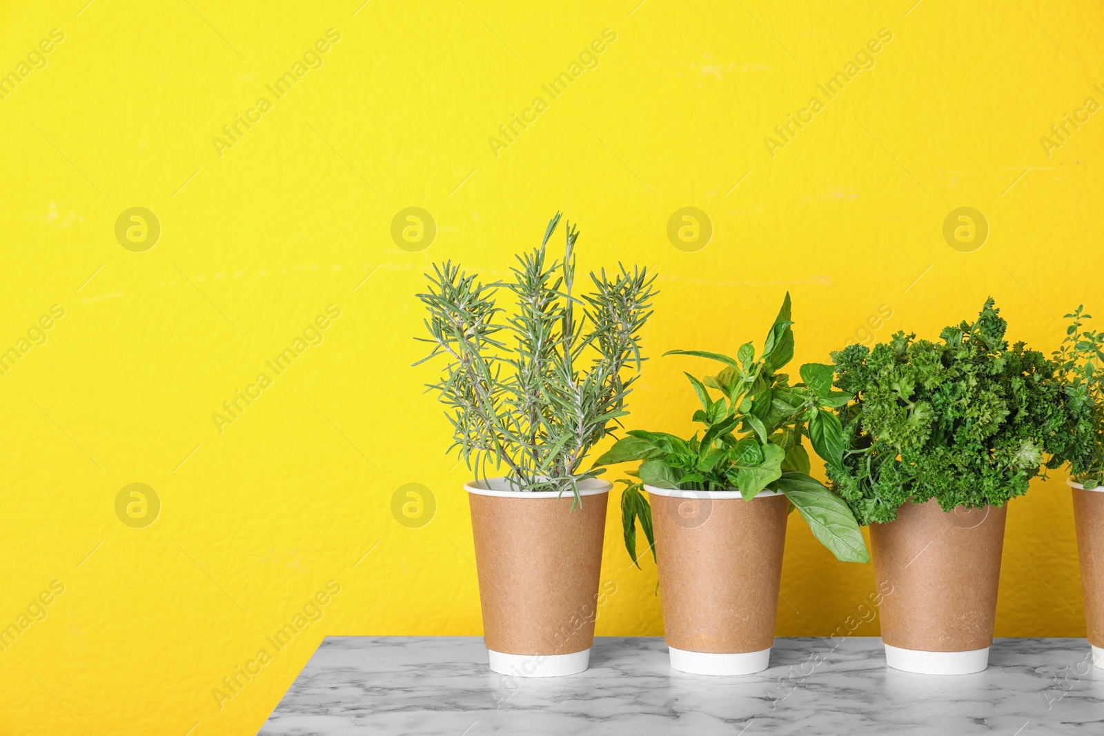 Photo of Seedlings of different aromatic herbs in paper cups on marble table near yellow wall