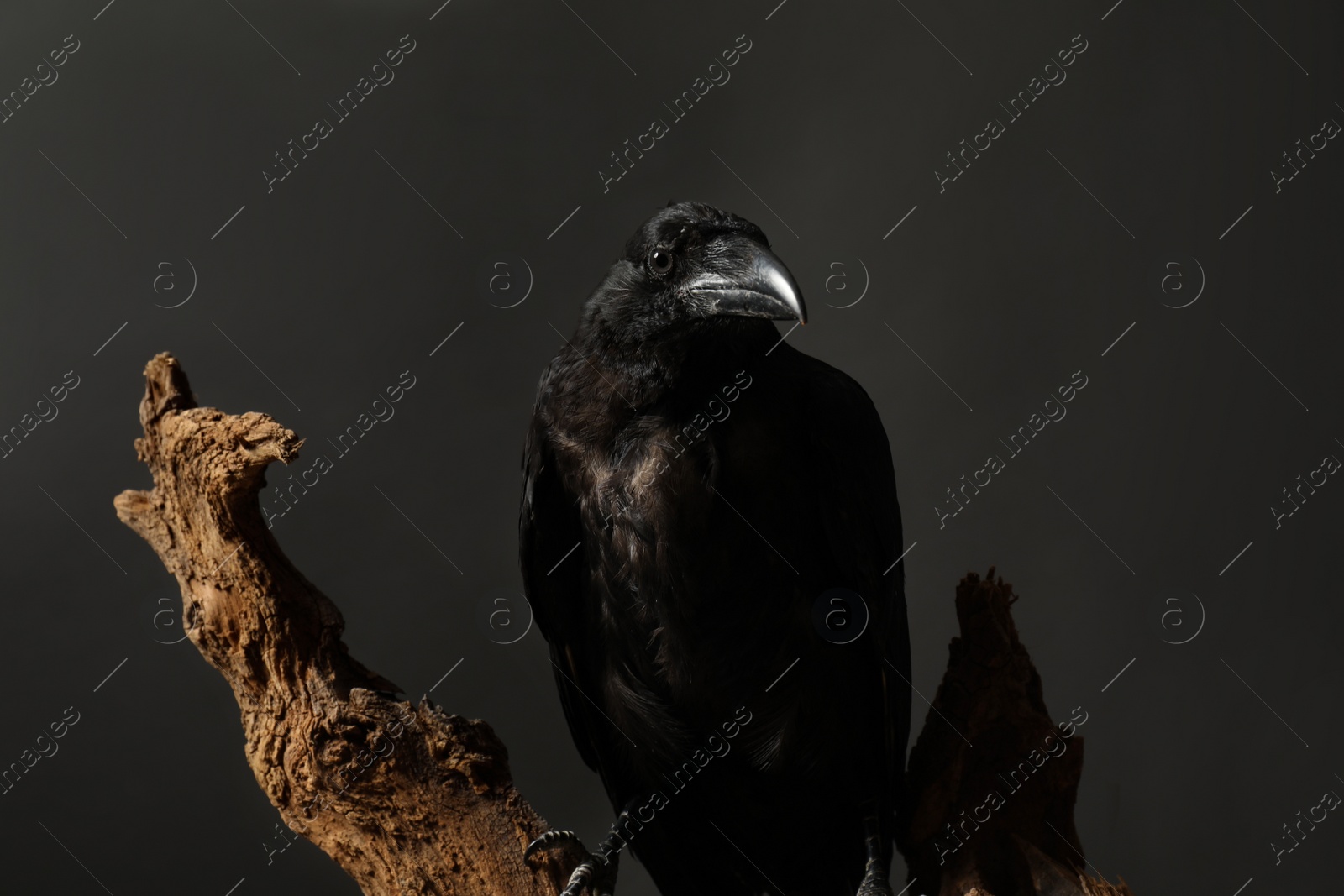 Photo of Beautiful common raven perched on wood against dark background