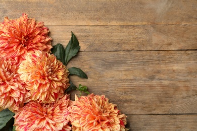 Beautiful dahlia flowers on wooden background, flat lay. Space for text
