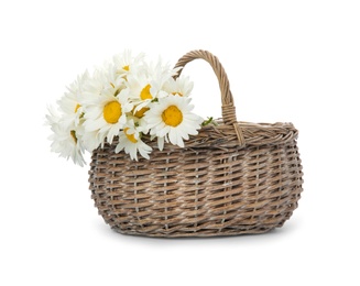 Wicker basket with beautiful chamomile flowers on white background