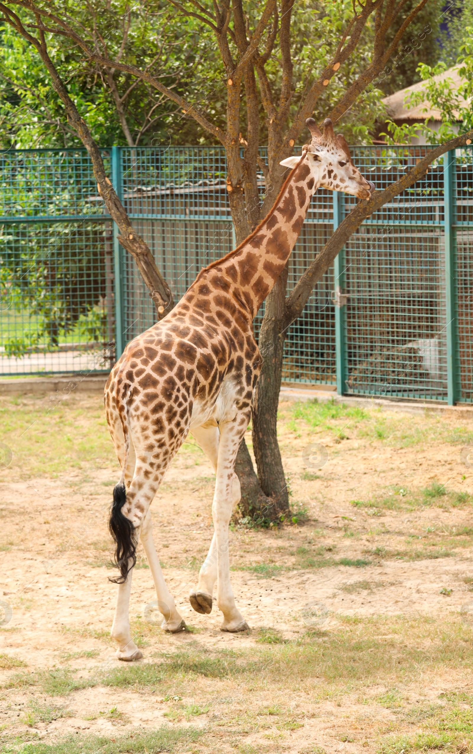 Photo of Beautiful Rothschild's giraffe in zoo. Exotic animal