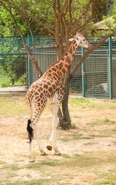 Photo of Beautiful Rothschild's giraffe in zoo. Exotic animal