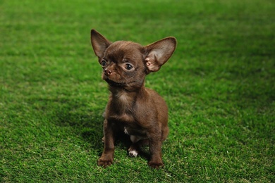 Photo of Cute small Chihuahua dog on green grass