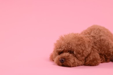 Cute Maltipoo dog on pink background, space for text. Lovely pet