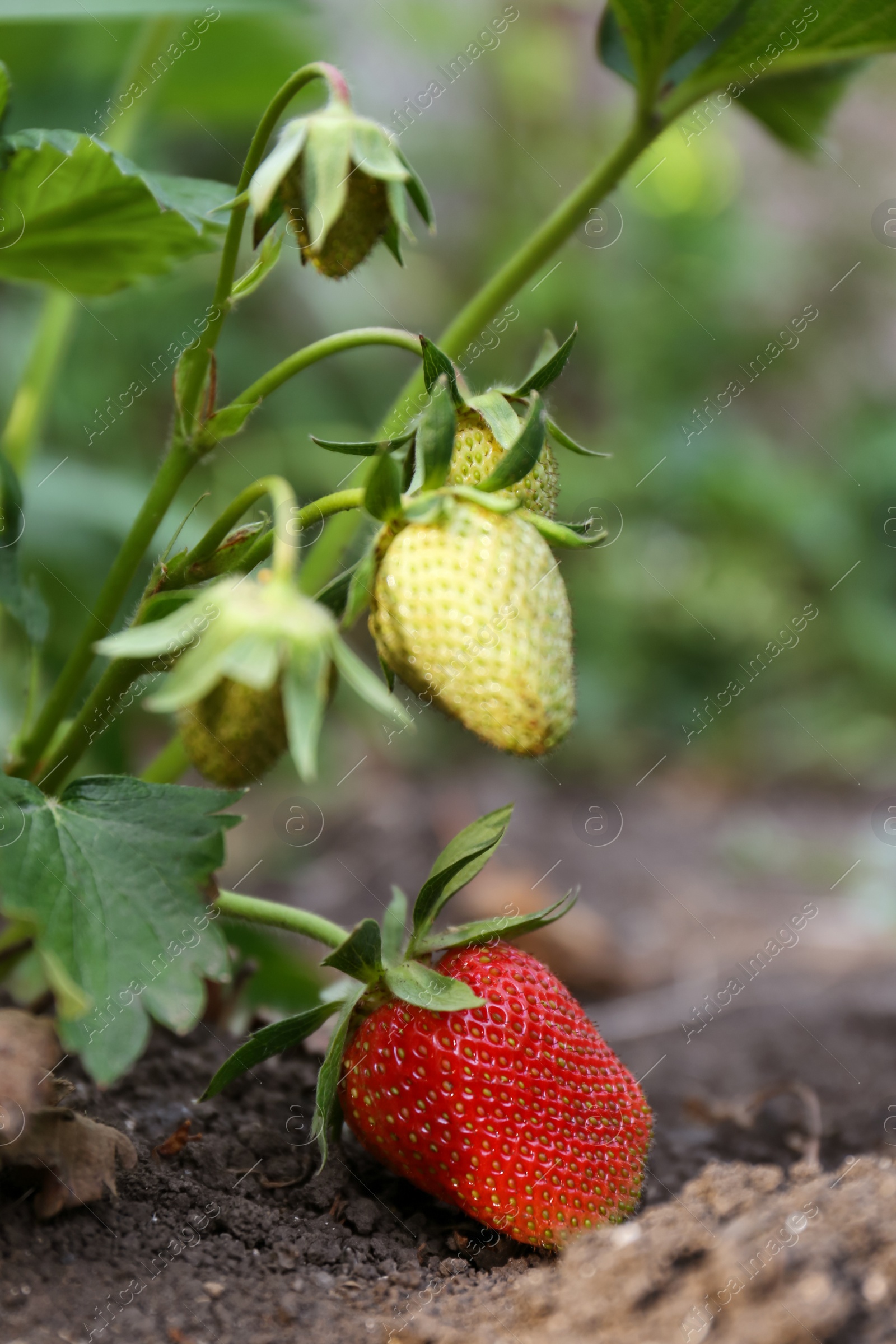 Photo of Strawberry plant with ripening fruits outdoors, closeup