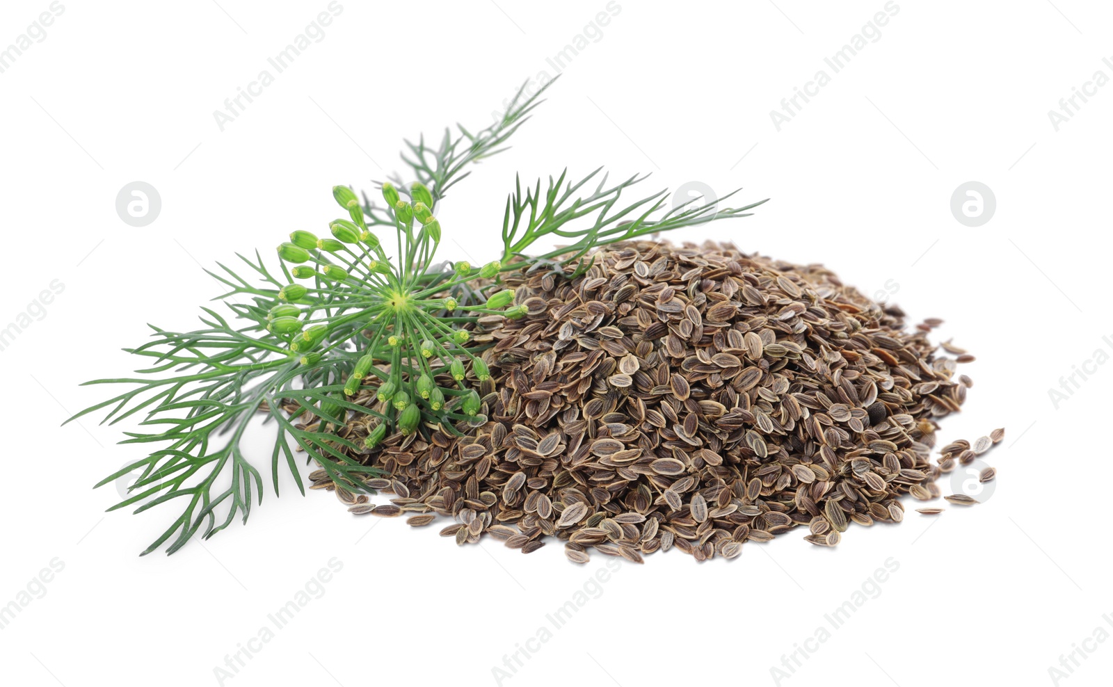 Photo of Heap of dry seeds and fresh dill isolated on white