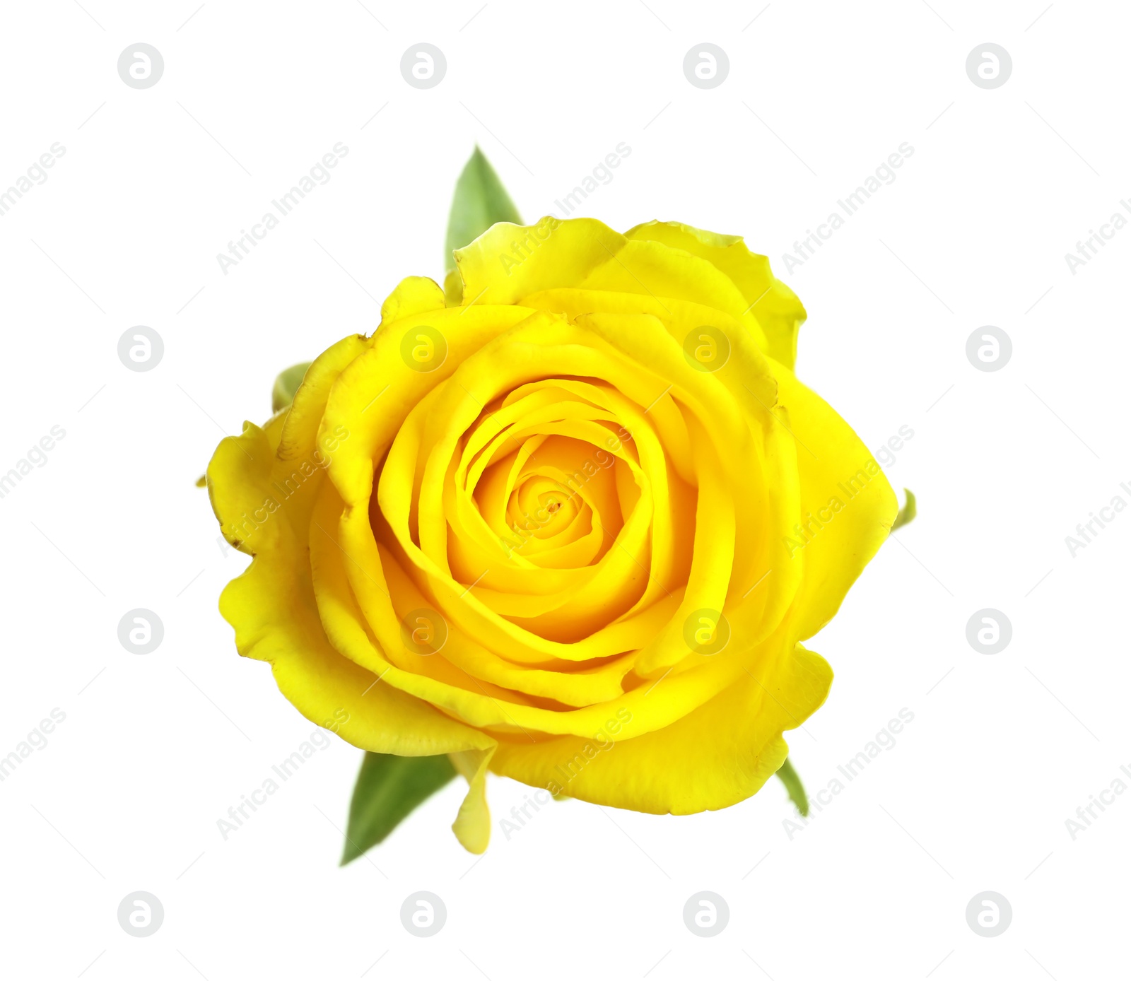 Photo of Beautiful blooming yellow rose on white background