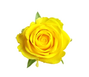 Photo of Beautiful blooming yellow rose on white background