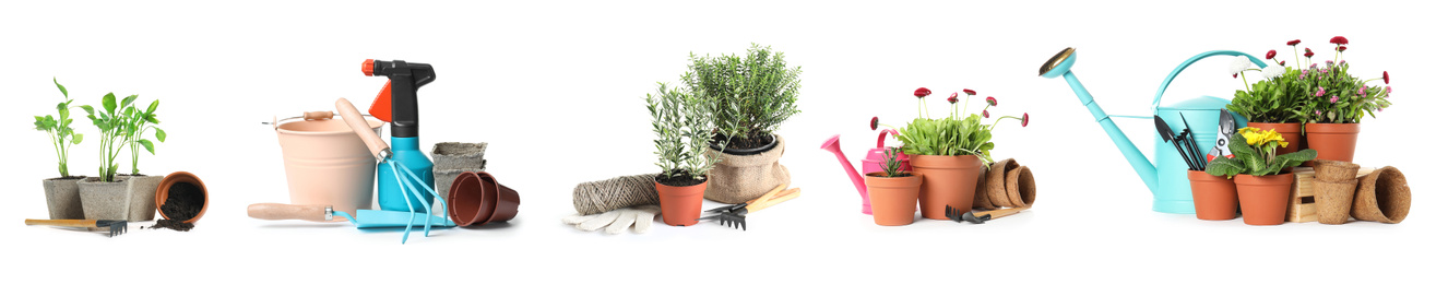 Image of Set of different seedlings and gardening tools on white background. Banner design