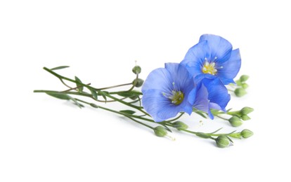 Photo of Beautiful light blue flax flowers isolated on white