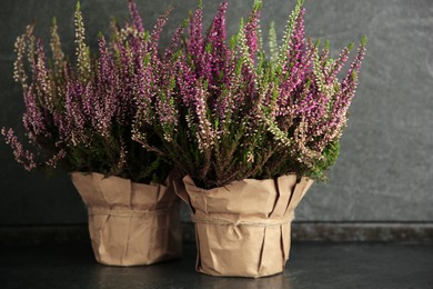 Photo of Beautiful heather flowers in pots on dark grey table
