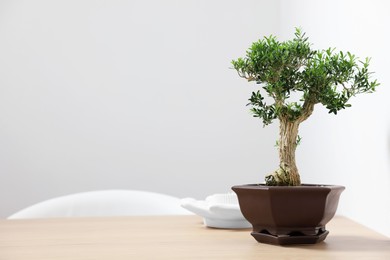 Beautiful bonsai tree in pot on wooden table indoors, space for text