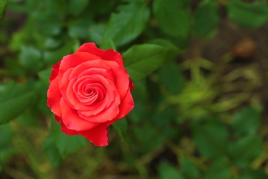 Beautiful blooming rose in garden on summer day. Space for text