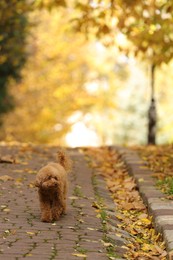 Cute Maltipoo dog in autumn park, space for text