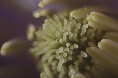 Beautiful Clematis flower as background, macro view