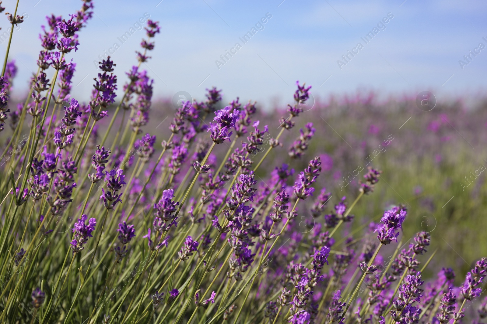 Photo of Beautiful blooming lavender field on summer day, closeup