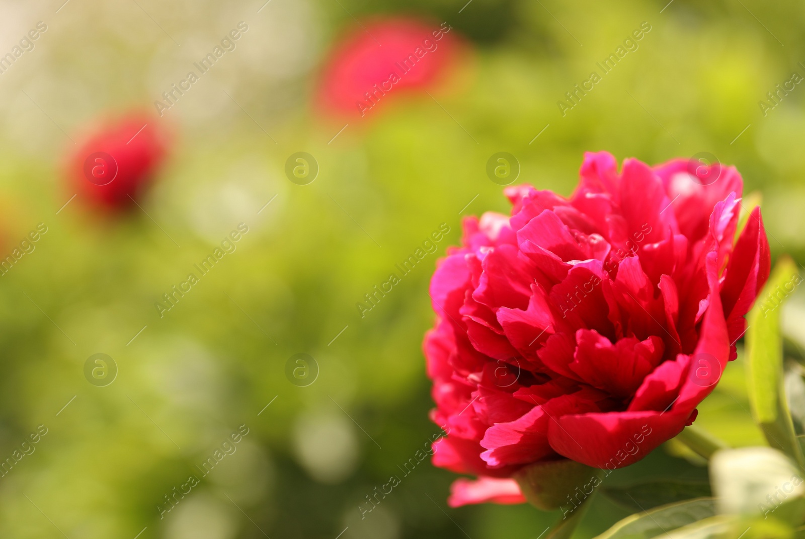 Photo of Beautiful red peony outdoors on spring day, closeup