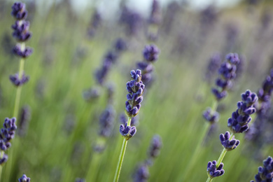 Photo of Beautiful lavender flowers growing in field, closeup