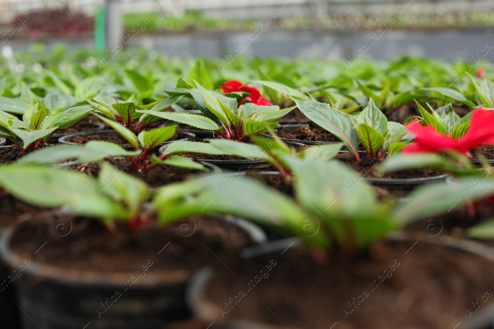 Photo of Many pots with soil and seedlings in greenhouse, closeup