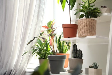 Different green potted plants near window at home