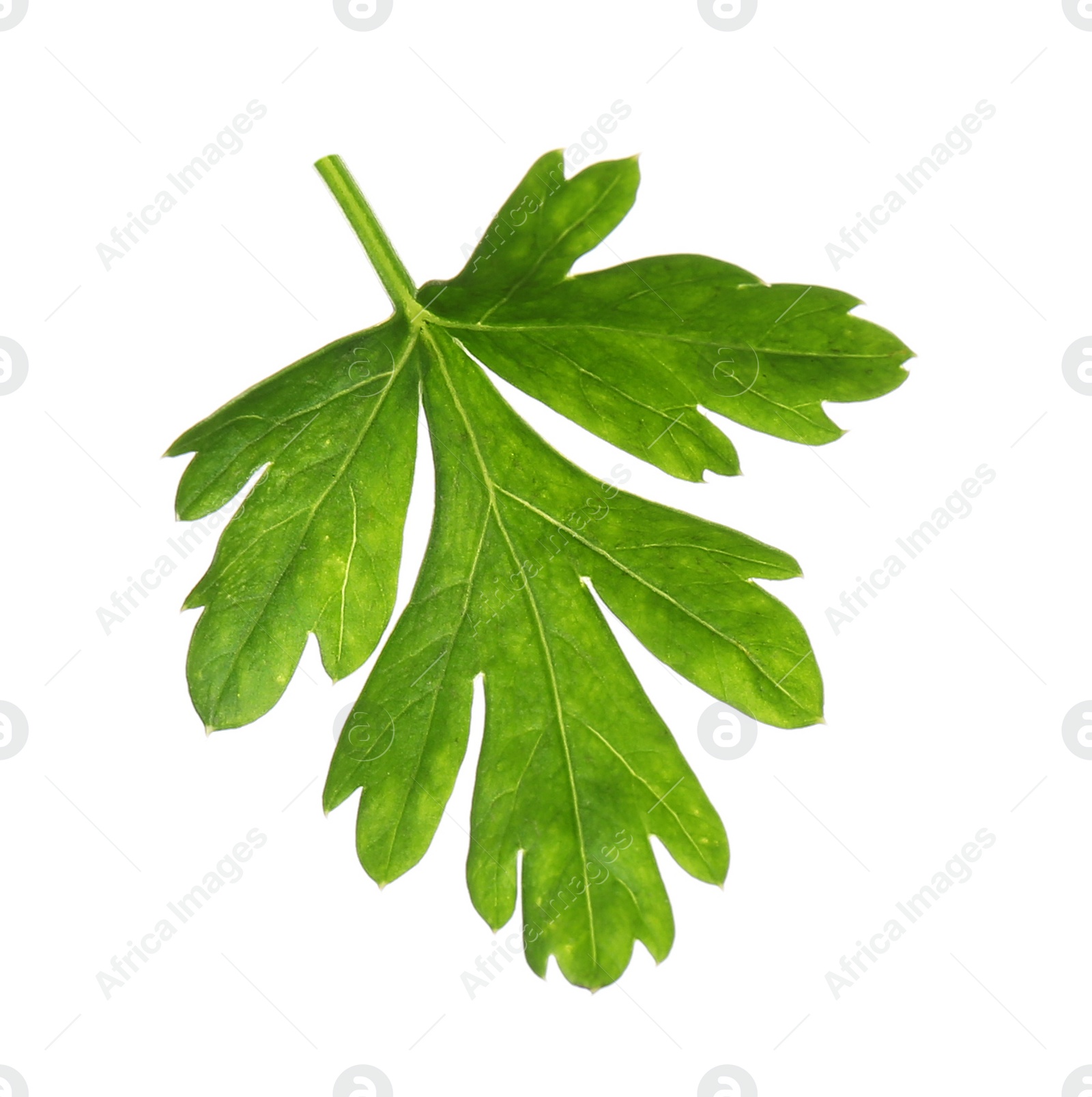 Photo of Fresh green organic parsley on white background