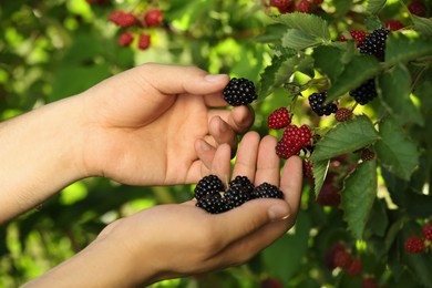 Woman picking ripe blackberries from bush outdoors, closeup