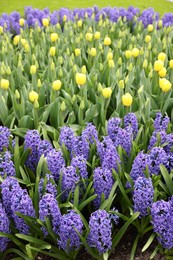 Photo of Beautiful hyacinth and tulip flowers growing outdoors