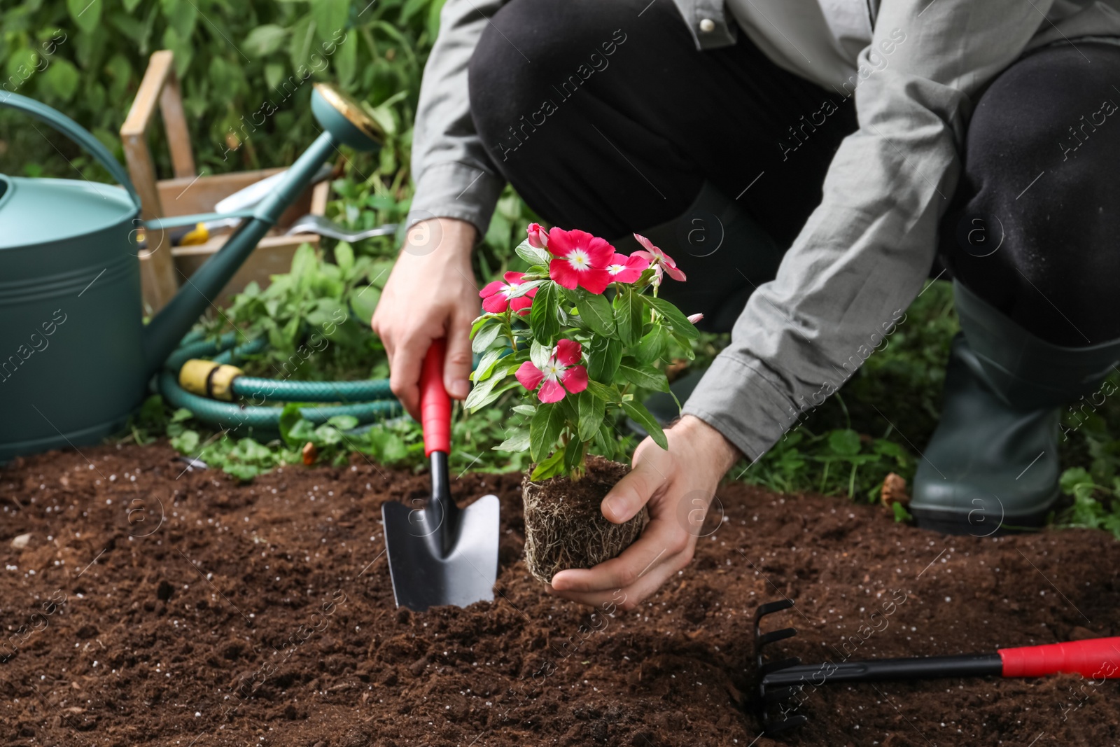 Photo of Man transplanting beautiful pink vinca flower into soil in garden, closeup