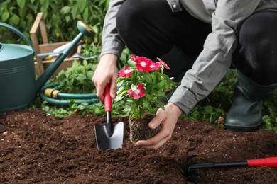 Photo of Man transplanting beautiful pink vinca flower into soil in garden, closeup