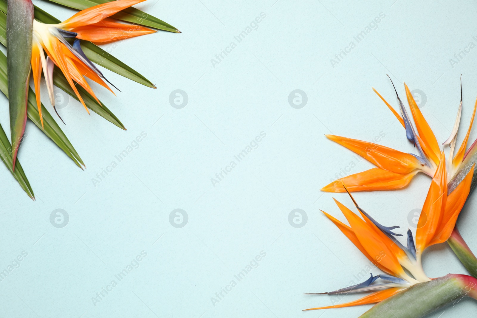 Photo of Bird of Paradise tropical flowers on light background, flat lay. Space for text