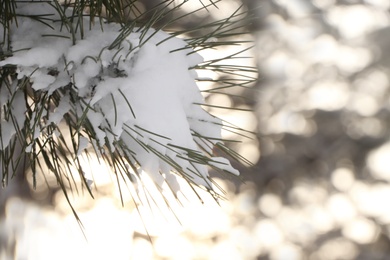 Conifer tree branches covered with snow in forest, closeup