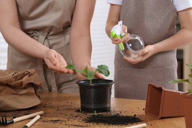 Photo of Mother and daughter spraying seedling in pot together at wooden table indoors, closeup