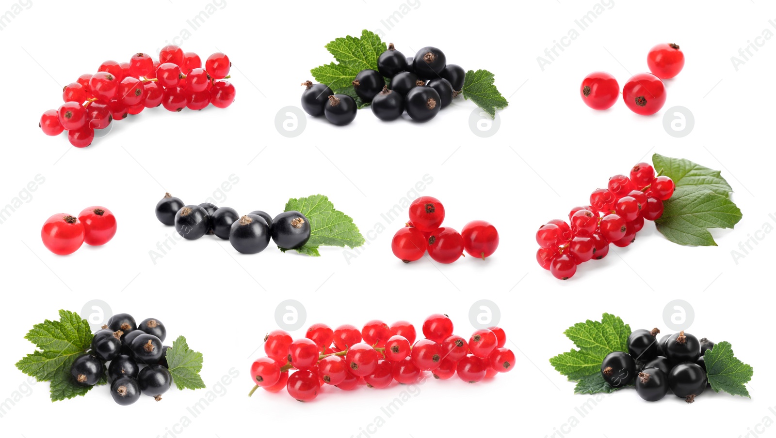 Image of Fresh red and black currants on white background, collection