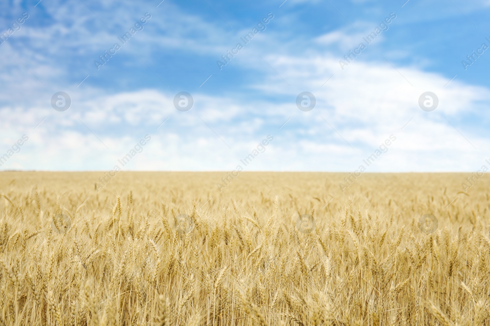 Photo of Golden wheat in grain field. Cereal farming