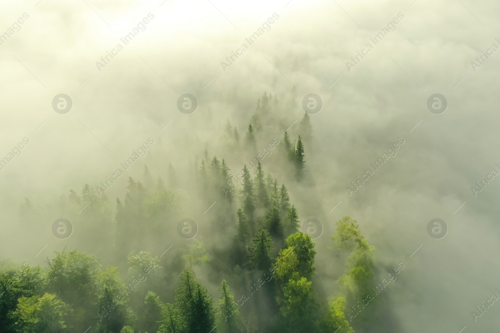 Photo of Aerial view of beautiful landscape with misty forest on autumn day