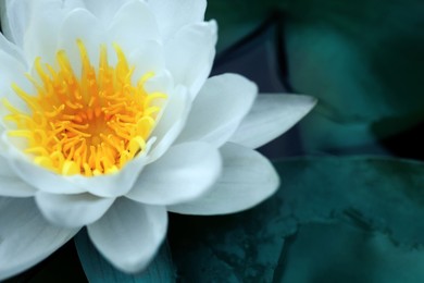 Image of Closeup view of beautiful lotus on water, symbolic flower in Buddhism. Indian religion 