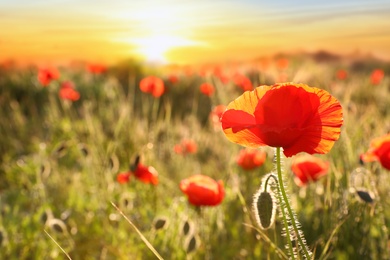 Photo of Beautiful blooming red poppy flower in field at sunset. Space for text