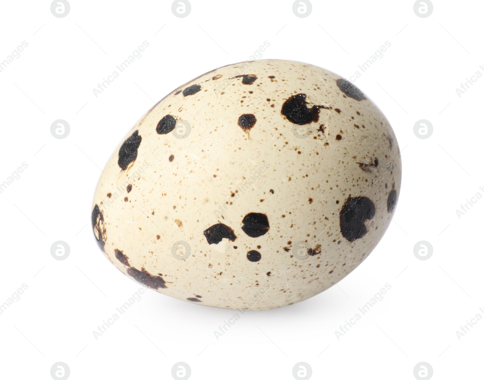 Photo of One speckled quail egg isolated on white