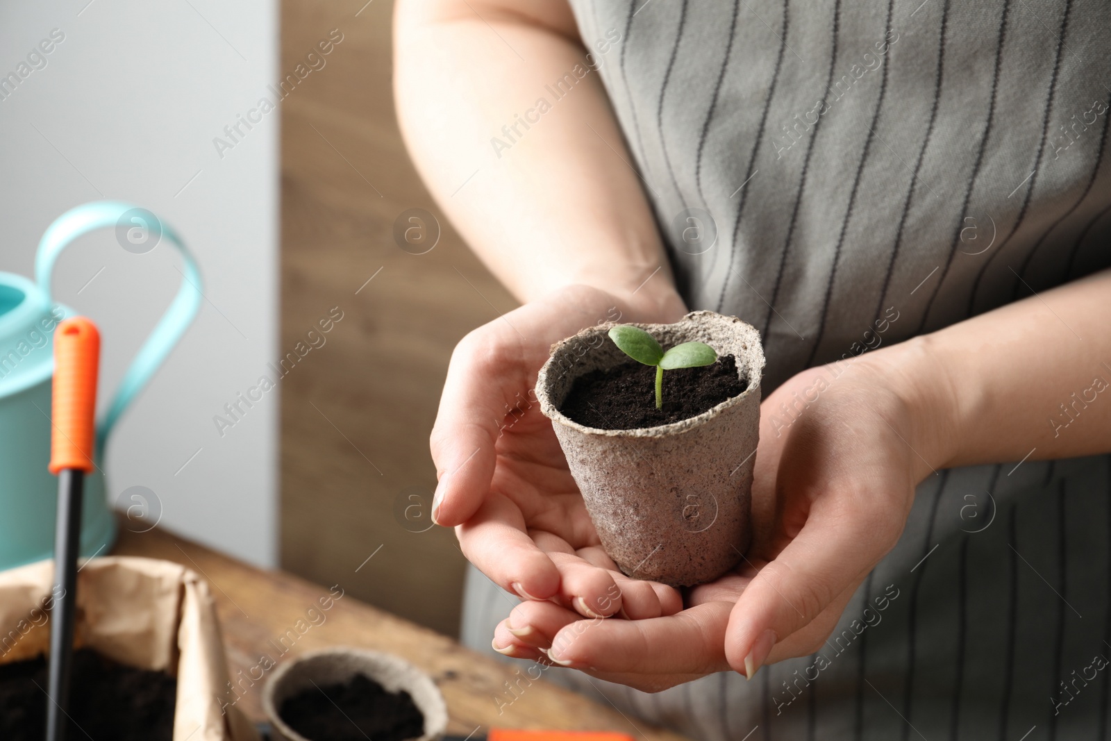 Photo of Woman holding pot with seedling indoors, closeup