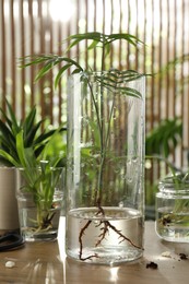 Exotic house plant in water on wooden table