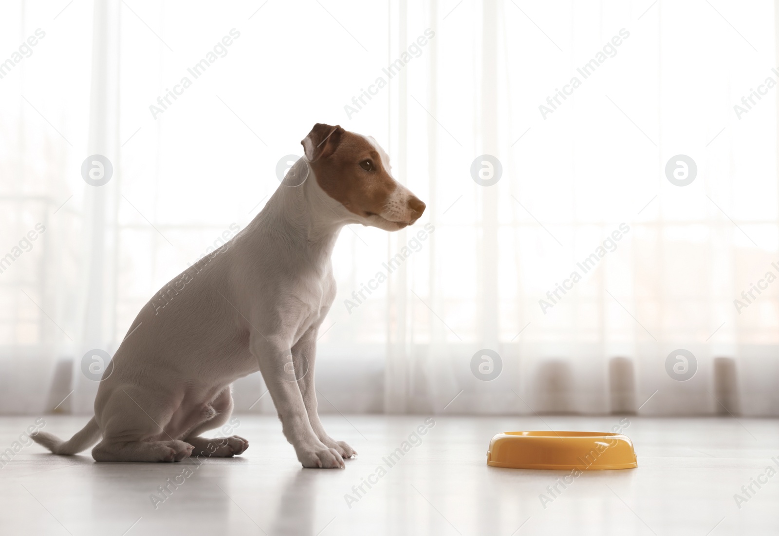 Photo of Cute Jack Russel Terrier near feeding bowl indoors. Lovely dog