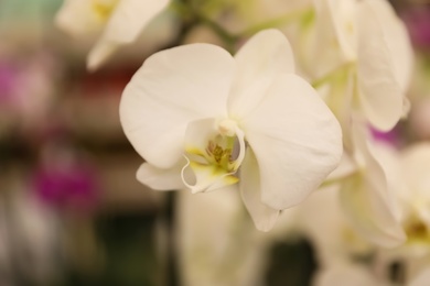 Beautiful blooming tropical orchid on blurred background, closeup