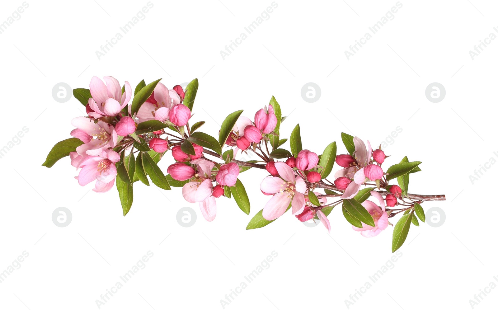 Photo of Beautiful sakura tree branch isolated on white