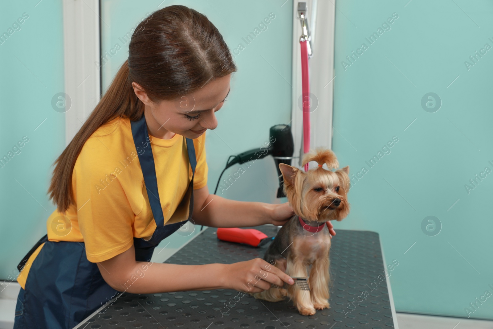 Photo of Professional groomer working with cute dog in pet beauty salon