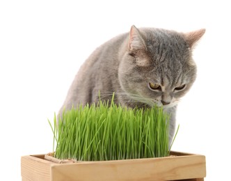 Photo of Cute cat near potted green grass isolated on white