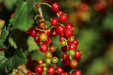 Photo of Closeup view of red currant bush with ripening berries outdoors on sunny day